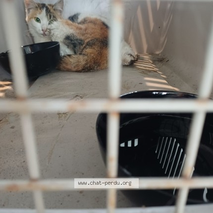 Foto van gevonden kat in Xhendelesse