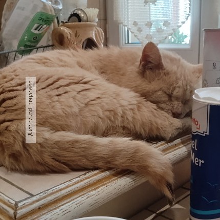 Photo of a cat found in Torteron