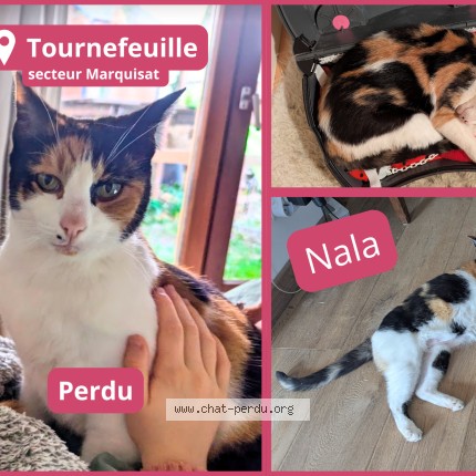 Photo of a cat found in Tournefeuille