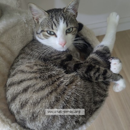 Photo of a cat found in Lille