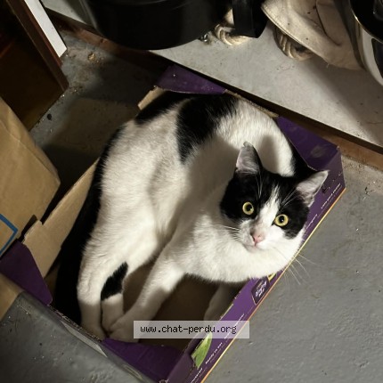 Photo of a cat found in Saint Arnoult En Yvelines