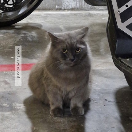 Photo 1/1 Found cat Found in Singapore