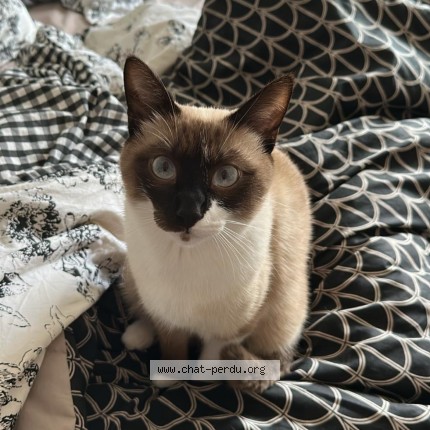 Photo of a cat found in Narbonne