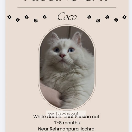 Photo 1/1 Coco Cat lost in Lahore
