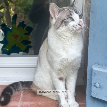 Photo of a cat found in Lavaur
