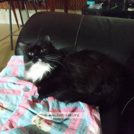Photo 1/1 Kat Cudi Cat lost in Edmonton