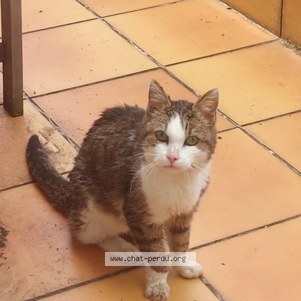 Picture of cat found at Paris