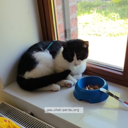 Foto van vermiste kat in Gilly