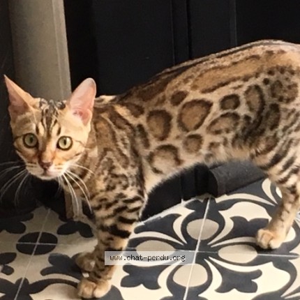 Photo of a cat found in Le Perreux Sur Marne
