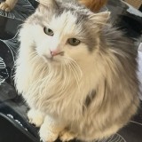 poupouce