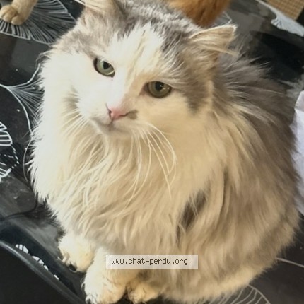 Foto 1/1 poupouce Kat vermist in Soumagne