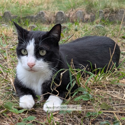 Foto van vermiste kat in Flenu