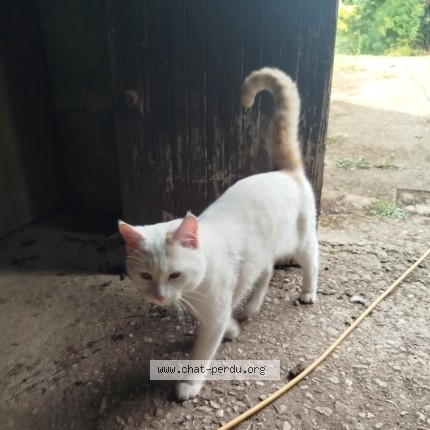 Picture of cat found at Beruge