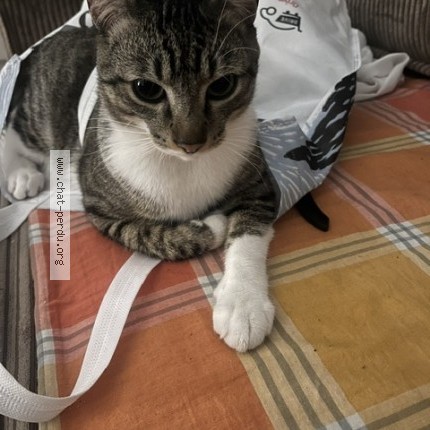 Photo of a cat reunited in Caissargues