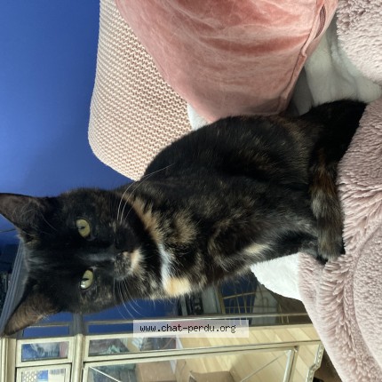 Photo 1/1 Nimue Cat lost in Terrebonne
