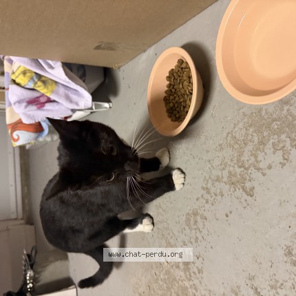 Photo 1/1 Found cat Found in Ste Marthe Sur Le Lac