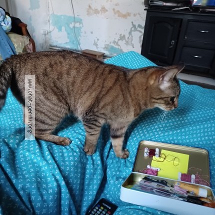 Photo of a cat found in Mereville
