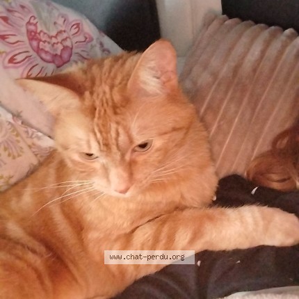 Photo of a cat found in Oisemont