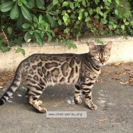 Photo of a cat found in Beziers