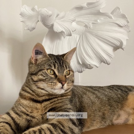 Photo of a cat found in Rive De Gier