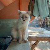 Mazi