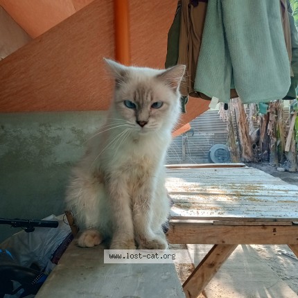 Photo of a cat found in Lipa City