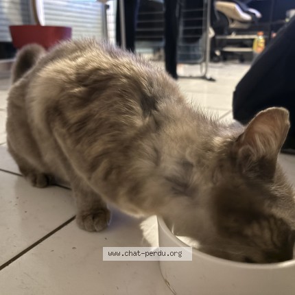 Photo 1/1 Found cat Found in Saint Andre De Cubzac