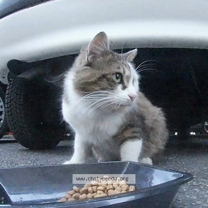 Picture of cat found at Pamiers