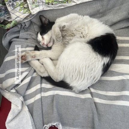 Photo of a cat found in Chauny