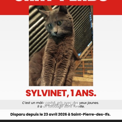 Foto van vermiste kat in Saint Pierre Des Ifs