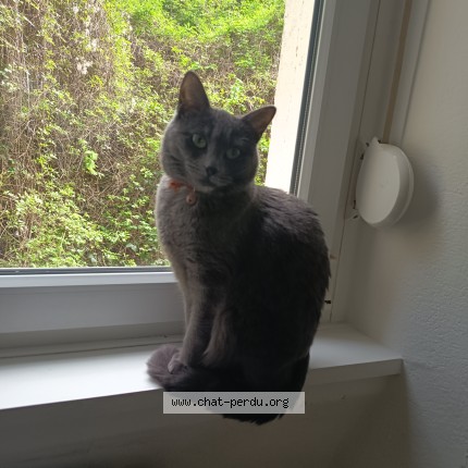 Photo of a cat found in Algrange