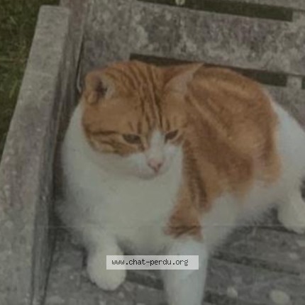 Photo of a cat found in Andresy