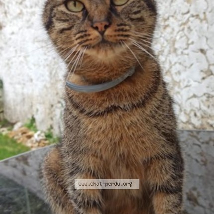 Photo of a cat found in Senonches
