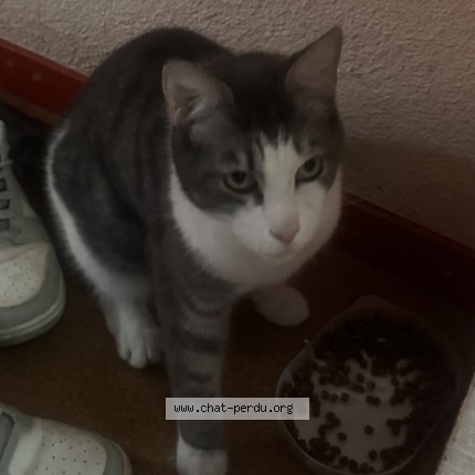 Photo of a cat found in Rennes