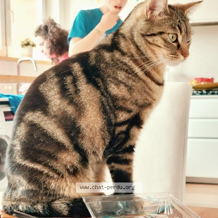 Foto van vermiste kat in Brussels