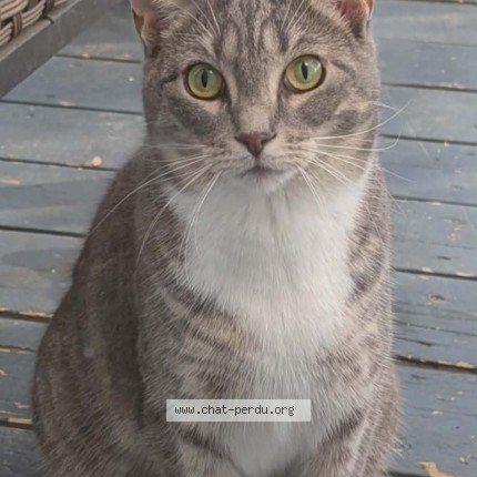 Photo 1/1 Vivi Cat lost in Laval