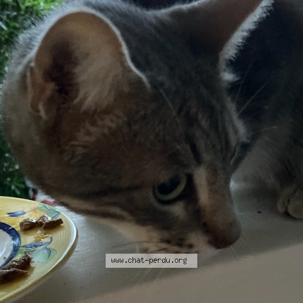 Photo of a cat found in Montpellier
