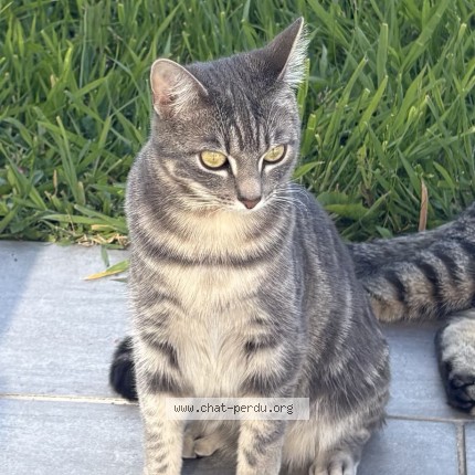 Photo of a cat found in Landerneau