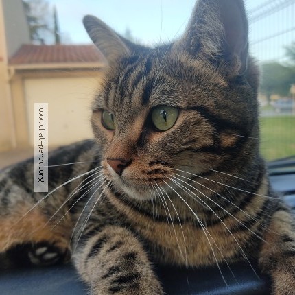 Photo of a cat found in Muret