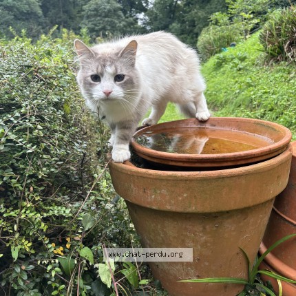 Foto van vermiste kat in Chaumont Gistoux