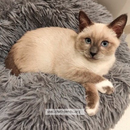 Photo of a cat found in Saint Brieuc