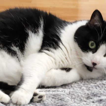 Picture of cat lost at St Jerome