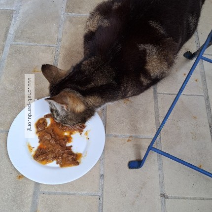 Photo of a cat found in Niort