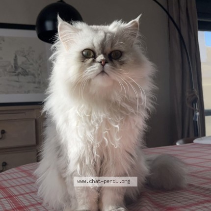 Foto van vermiste kat in Grimbergen