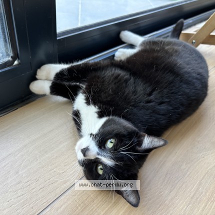 Photo of a cat found in Dourges