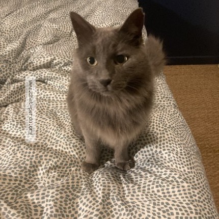 Photo of a cat found in Nantes