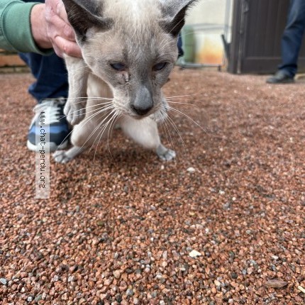 Photo of a cat found in Fragnes La Loyere
