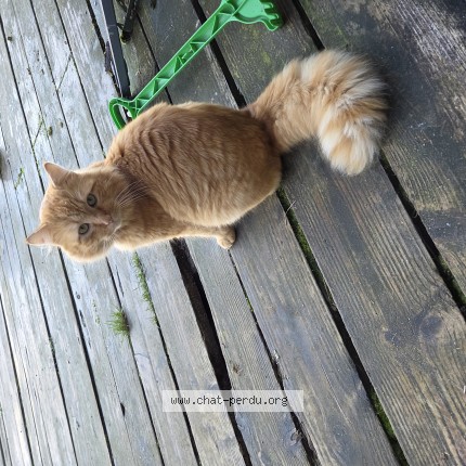 Foto van vermiste kat in Vaudignies