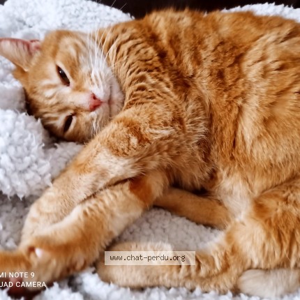 Photo of a cat found in Auchy Les Mines