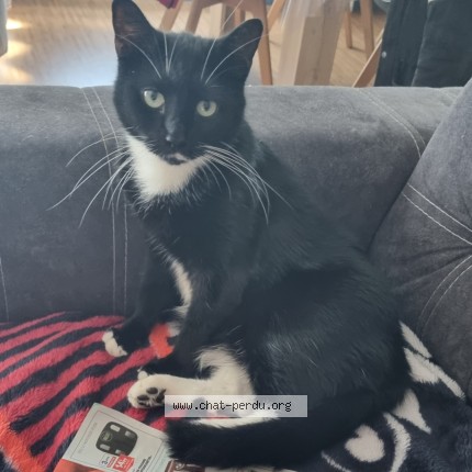 Photo of a cat found in Noyelles Godault